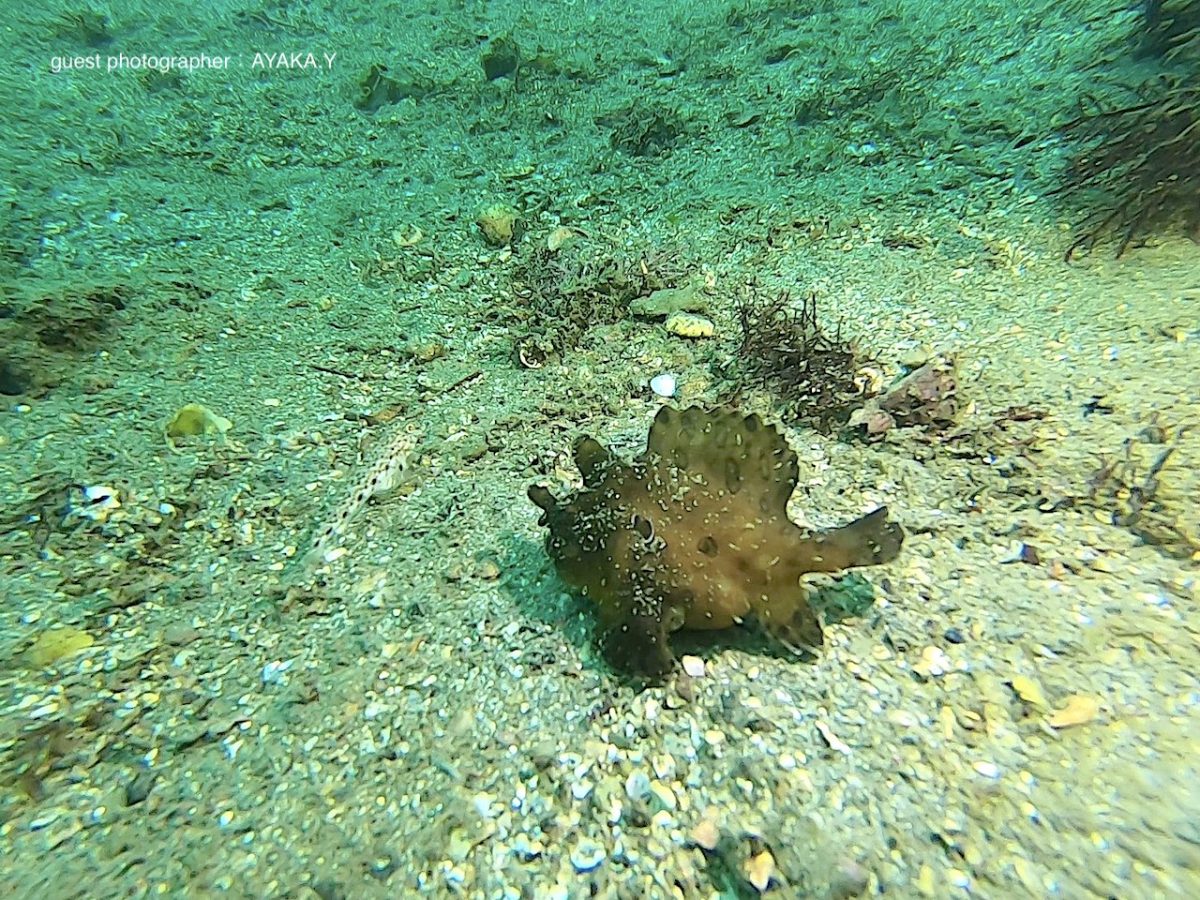 ラッキーカエルアンコウ!