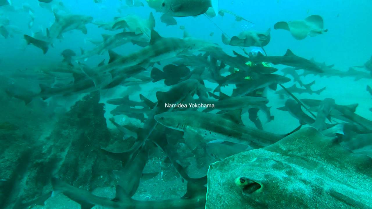 房総半島伊戸シャークスクランブル