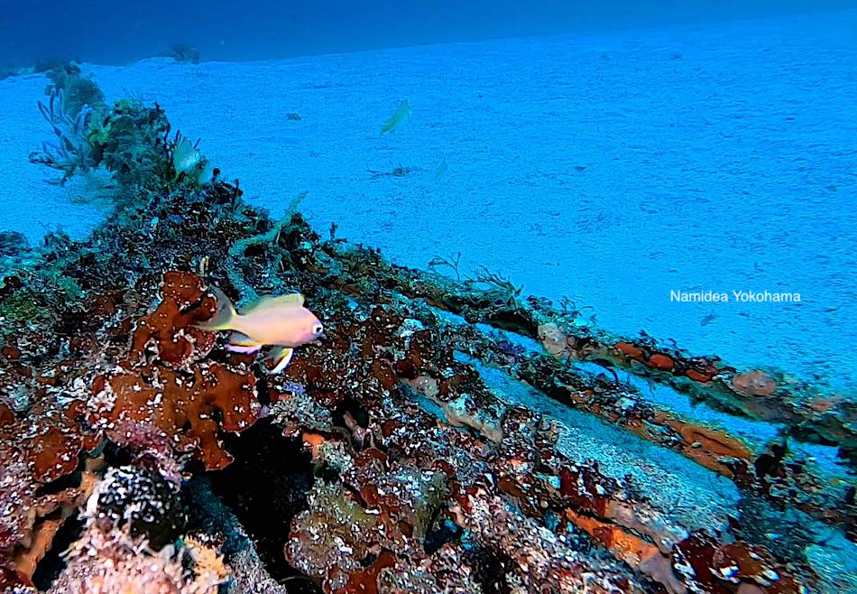 一応キシマハナダイの幼魚