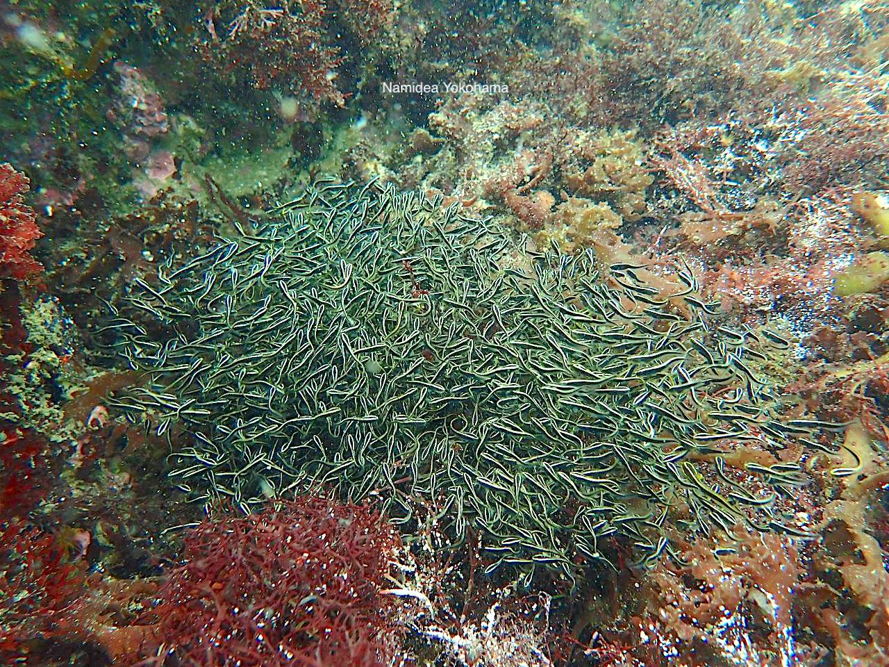 ゴンズイも子供達の集団です