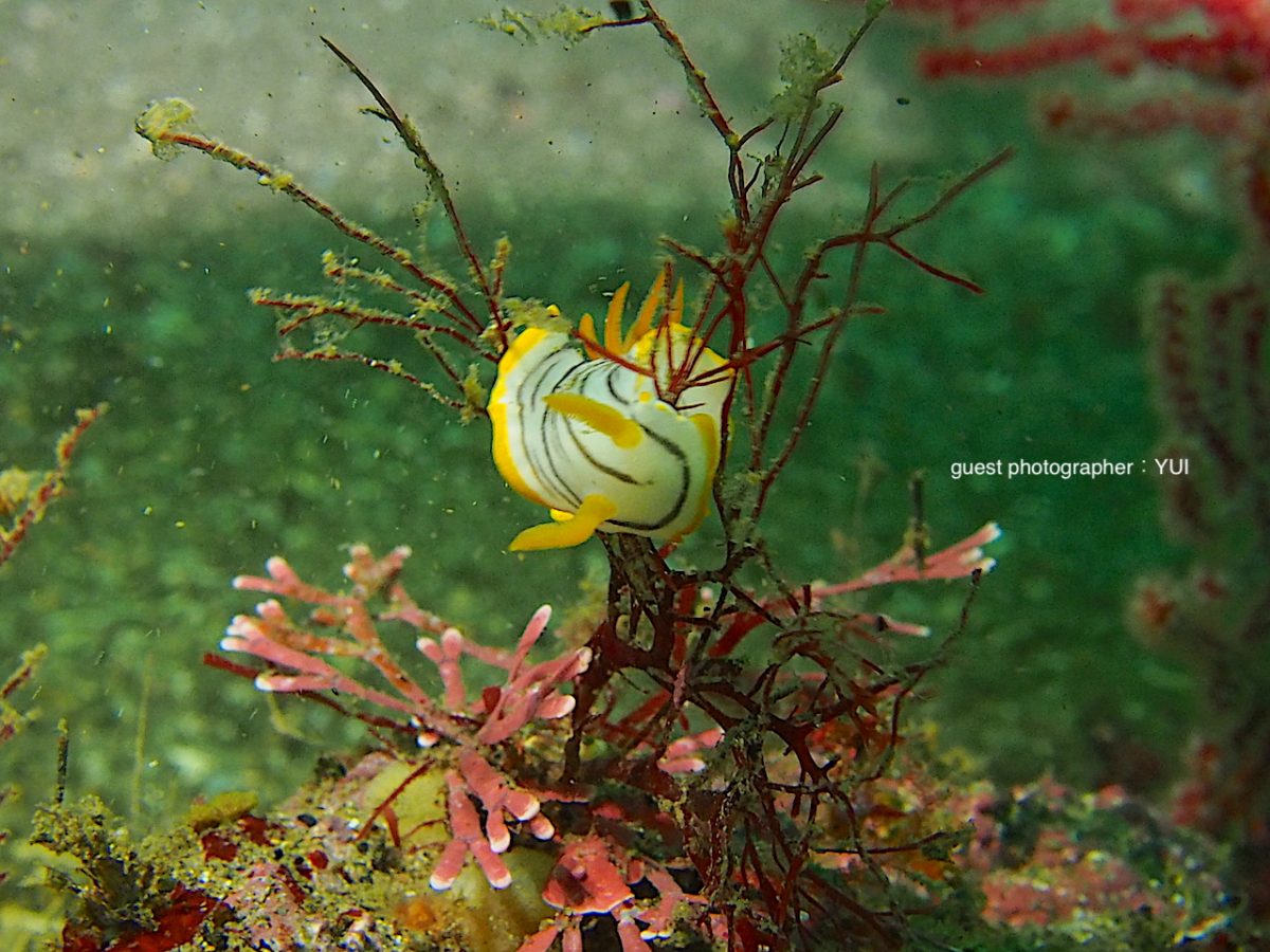 クロスジウミウシ