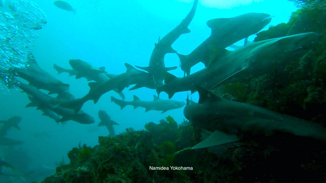 伊戸シャークスクランブル 東の根もサメだらけ