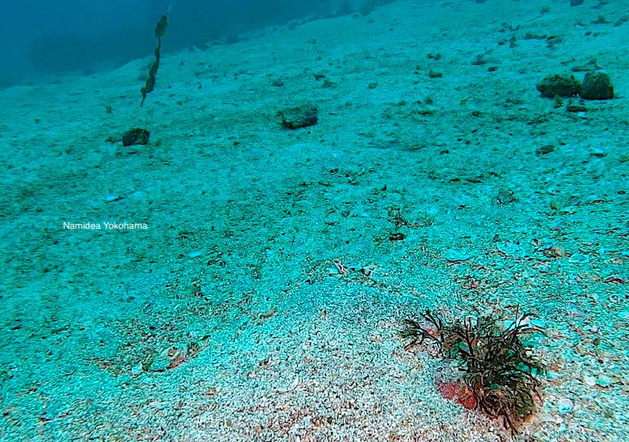 一応写っているヤシャハゼ