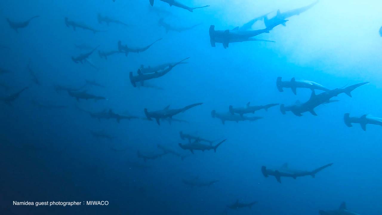 ハンマーヘッドリバー3