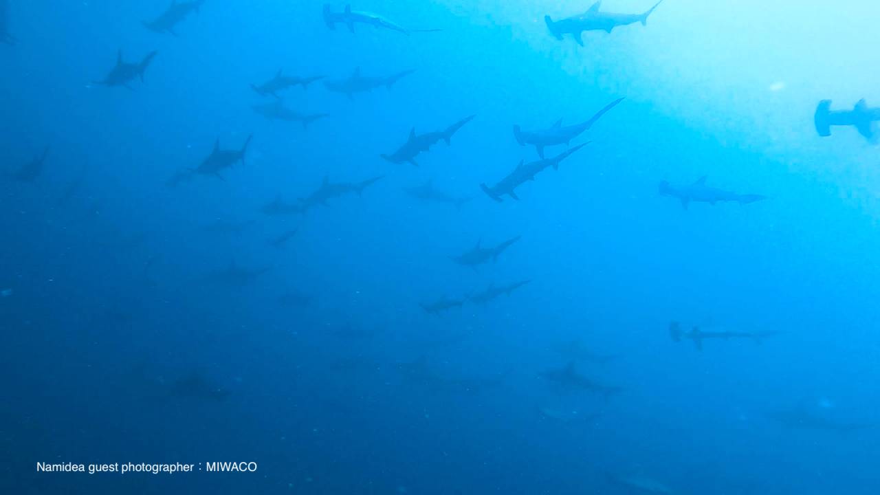 ハンマーヘッドリバー12