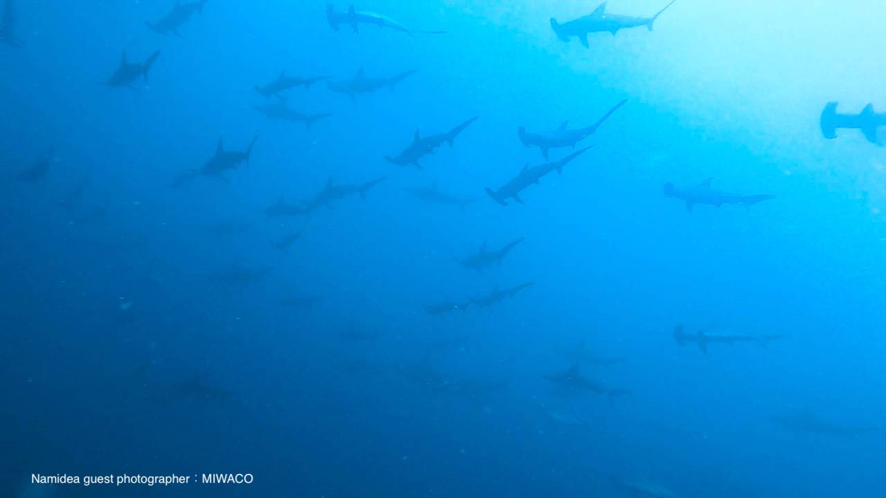 ハンマーヘッドリバー5