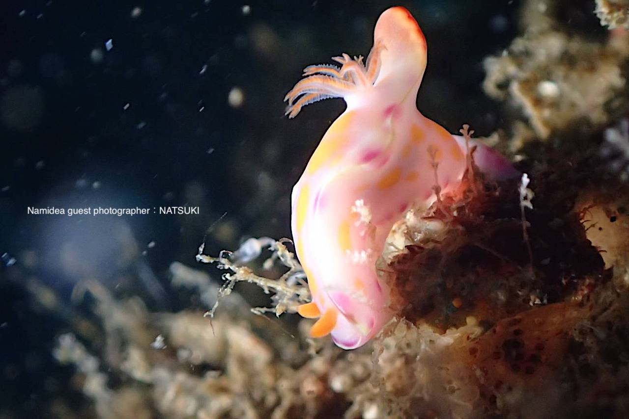 フルーツポンチウミウシ