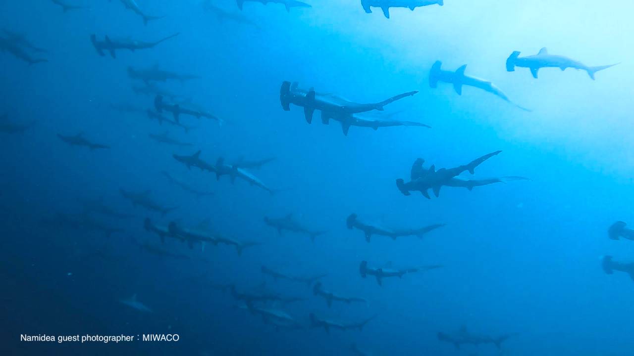 ハンマーヘッドリバー8