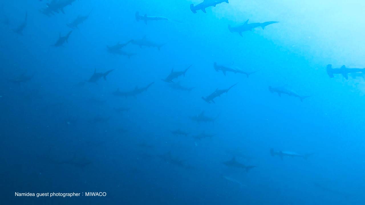 ハンマーヘッドリバー11