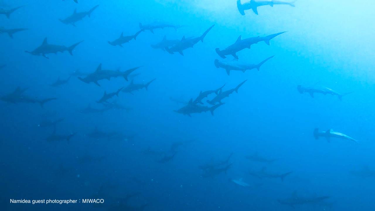 ハンマーヘッドリバー6