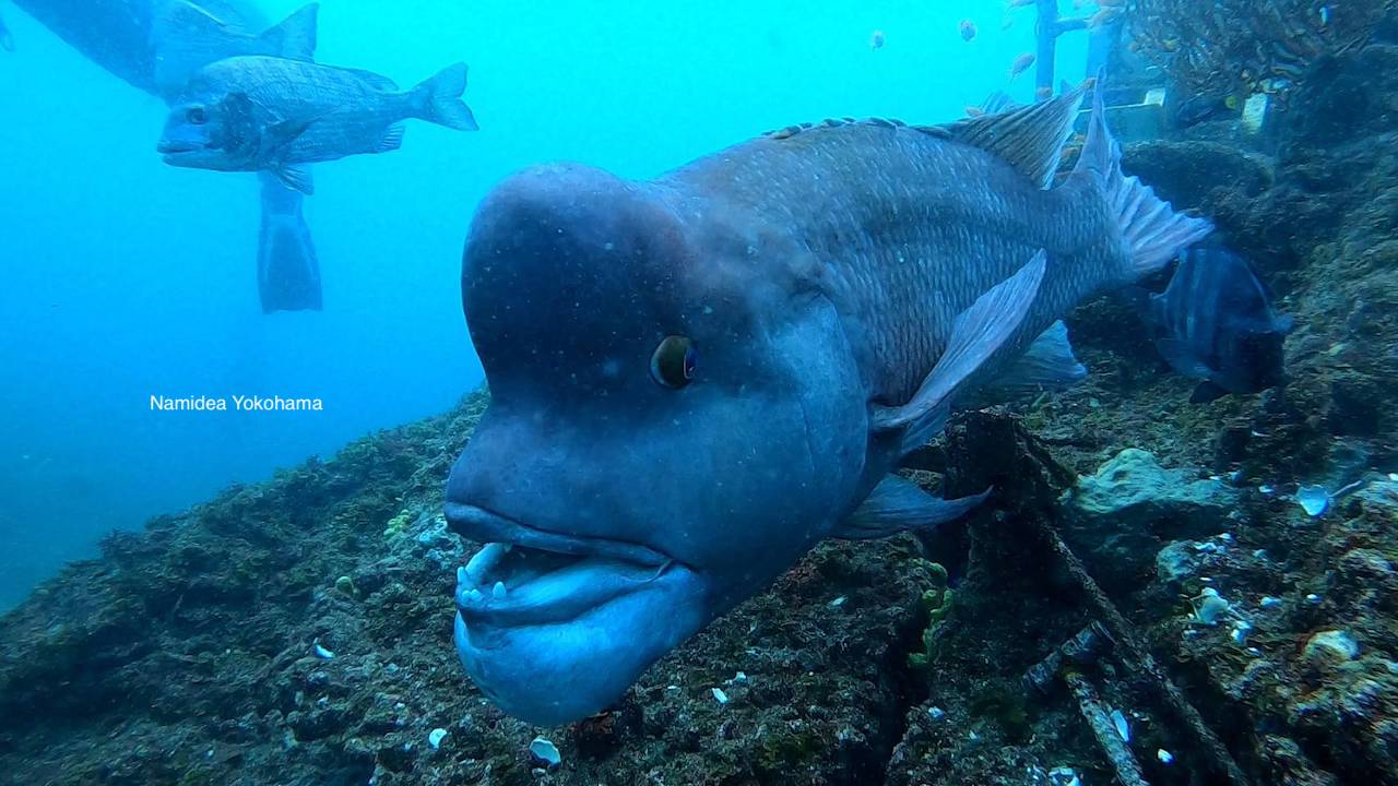 コブダイ