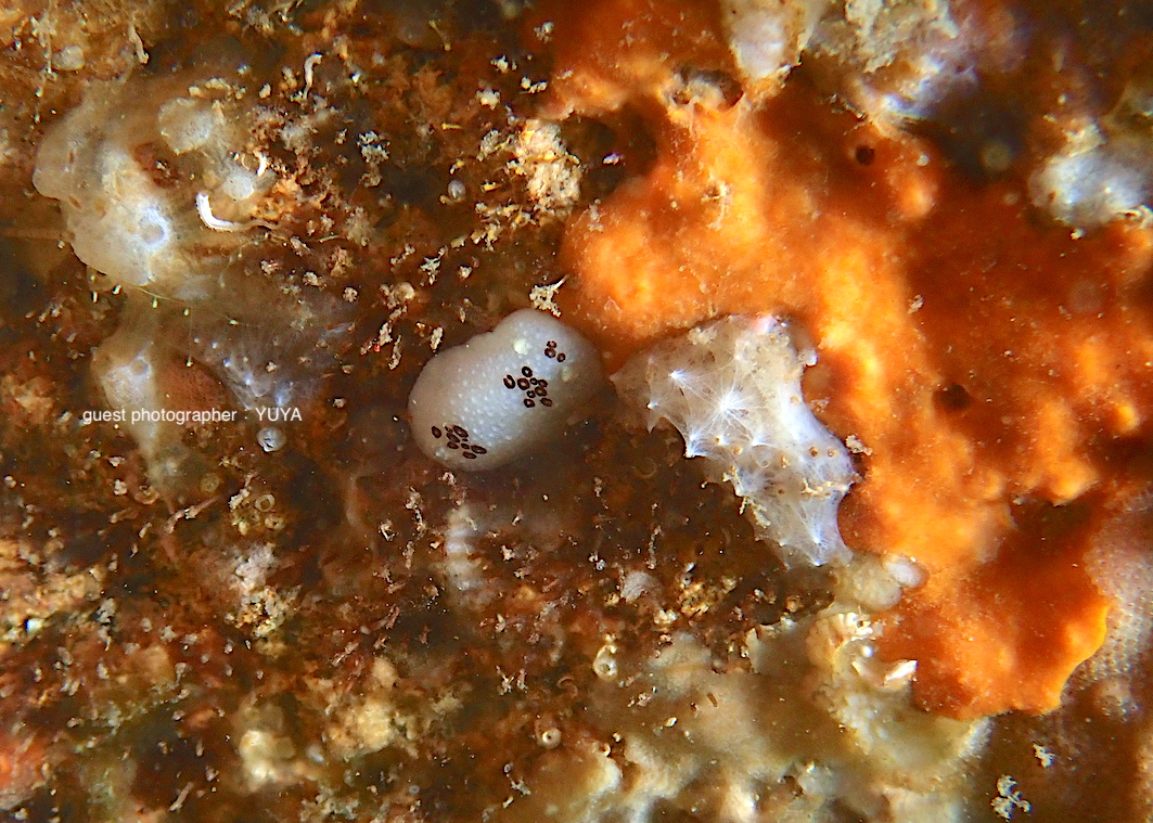 オセロウミウシ