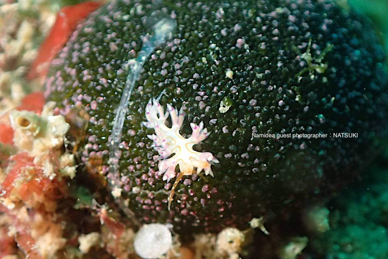 クマドリミノウミウシ