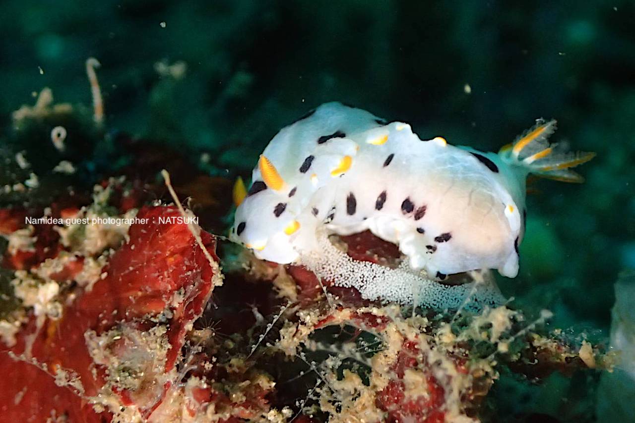 ウミウシ産卵中