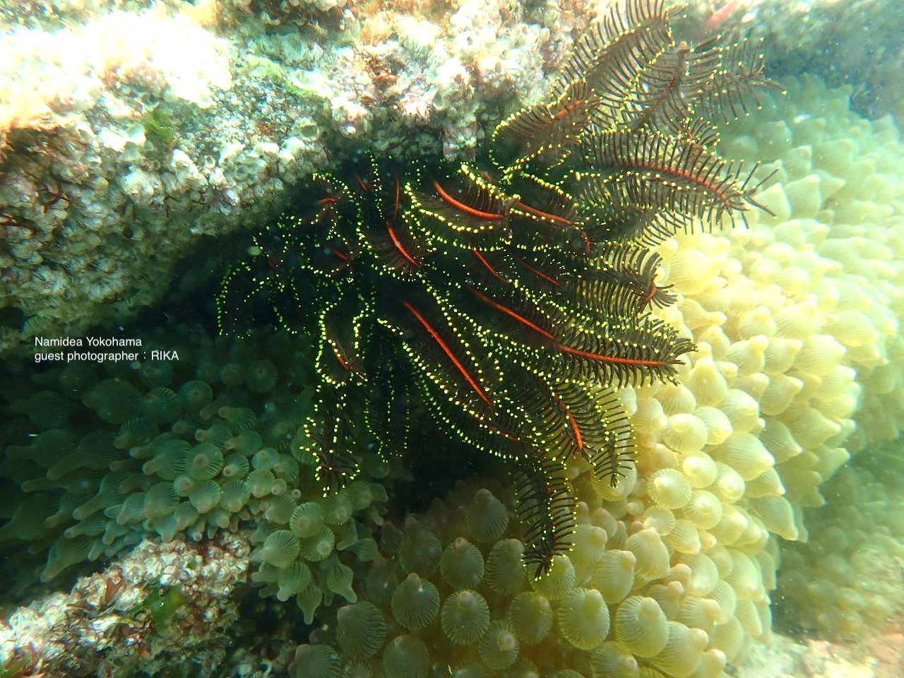 アドバンス講習:水中カメラ ウミシダ