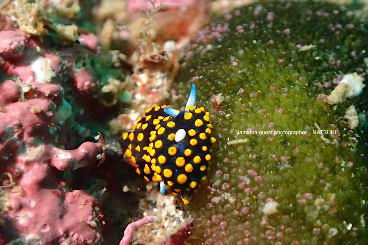 テントウウミウシ