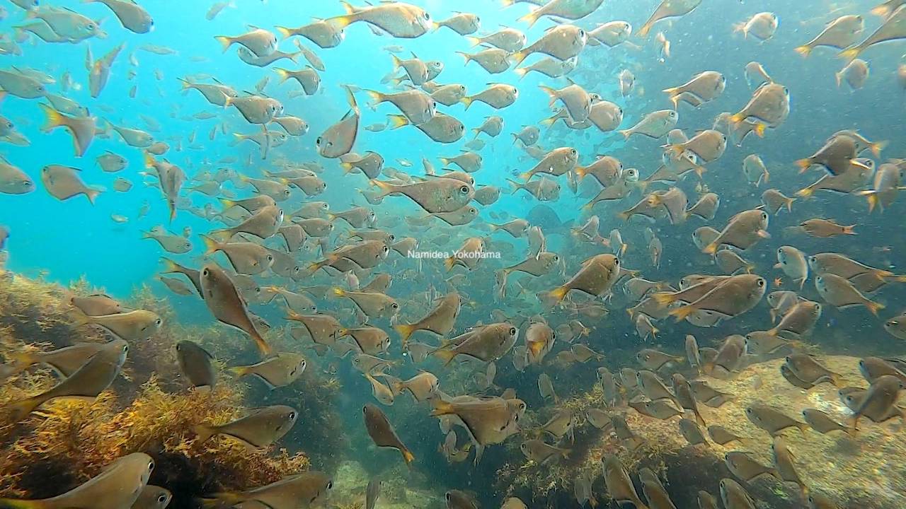 テトラポッドとミナミハタンポ