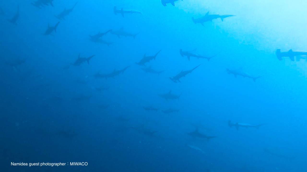 ハンマーヘッドリバー9