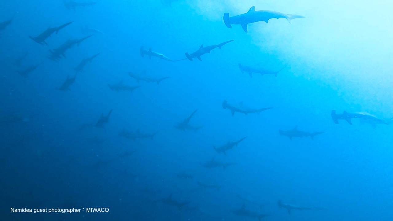 ハンマーヘッドリバー10