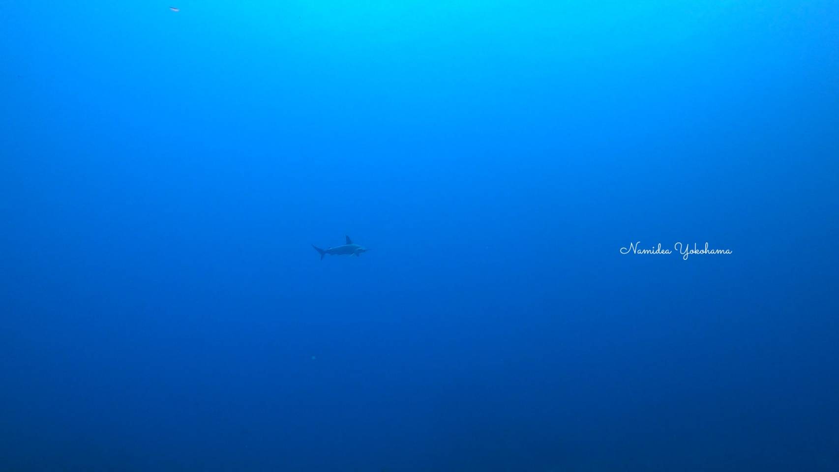 黒潮到来!真っ青な海とハンマーヘッドシャーク