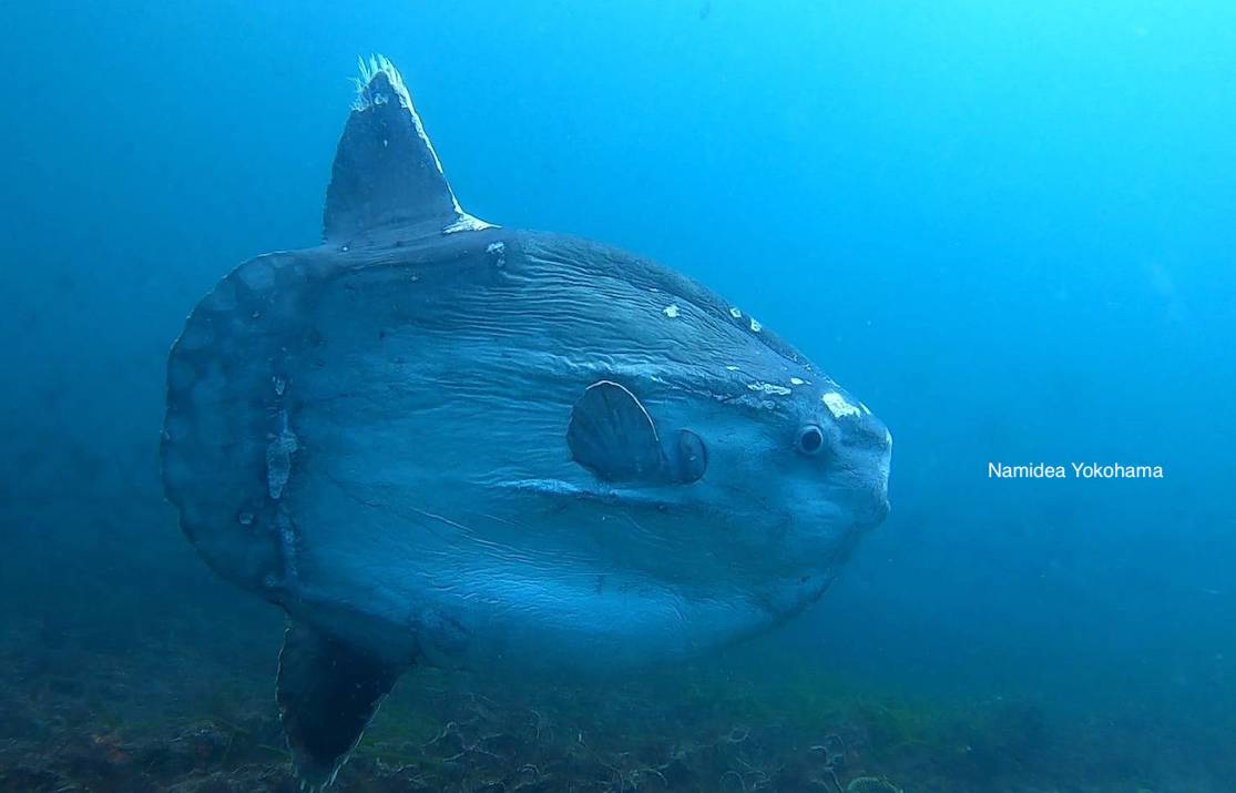 初めての水中でマンボウ