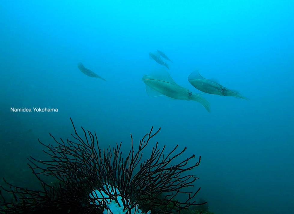 アオリイカ再び