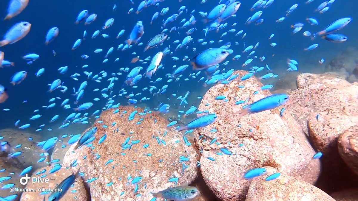 Namidea 秋の海!