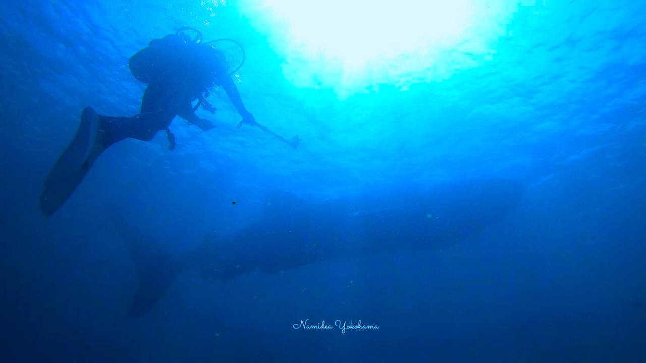 ダイバーとジンベエザメ