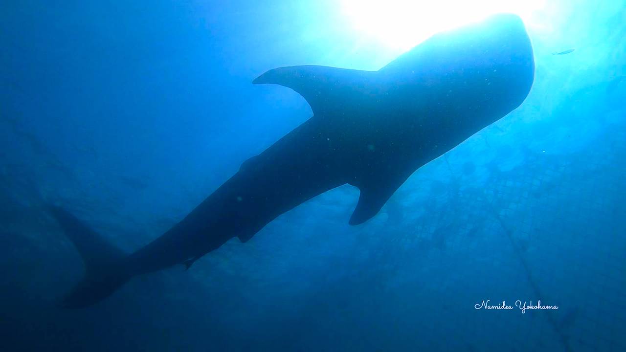 波左間ジンベエザメシルエット