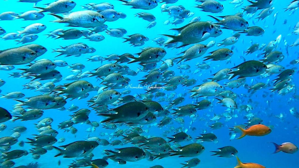 秋の伊豆の海