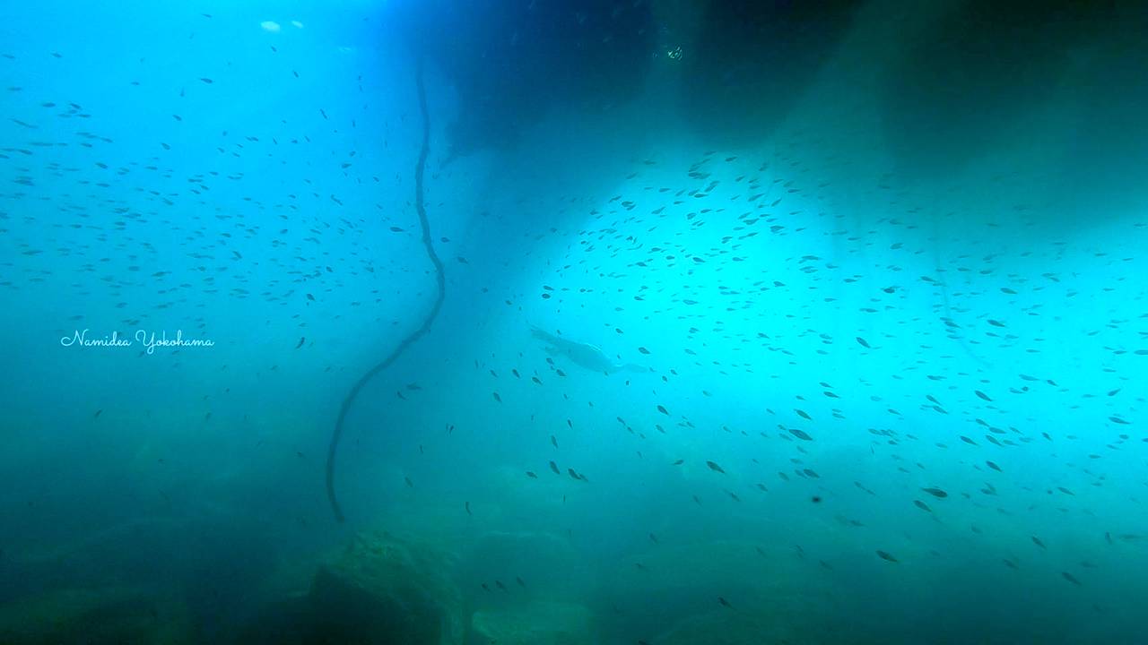 ウミウが水中に登場