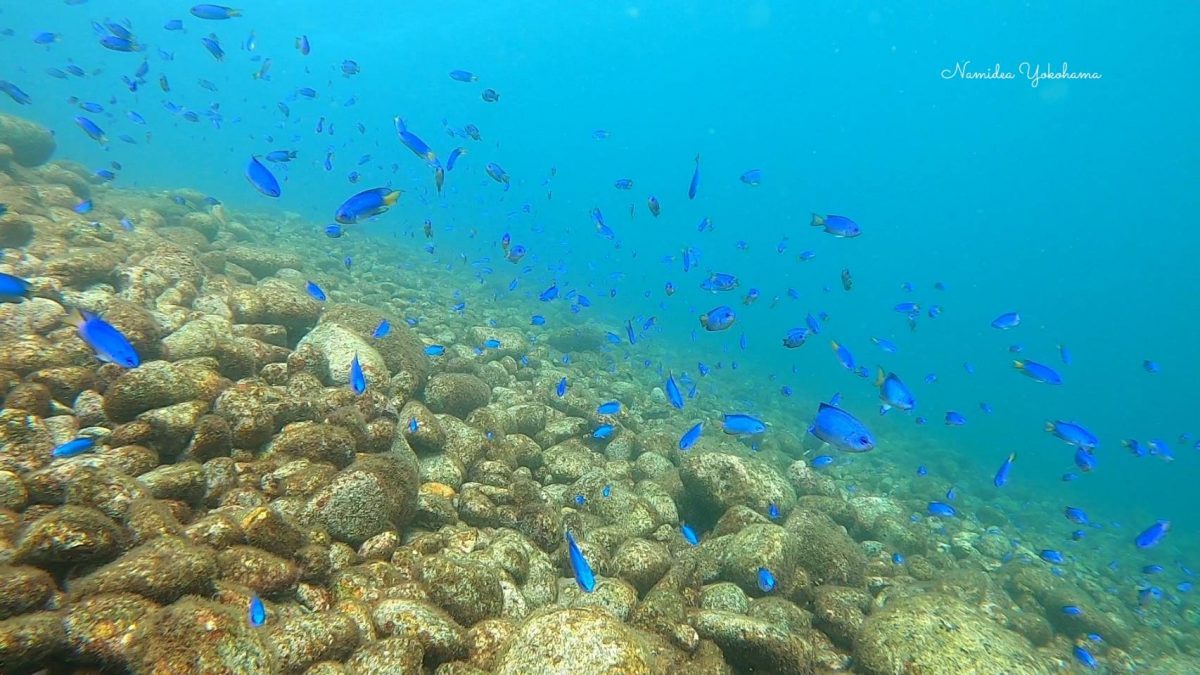 大瀬崎 先端 ソラスズメダイ