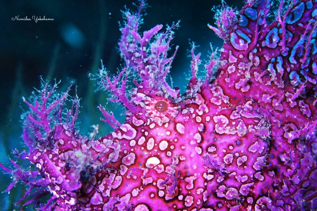 大瀬崎のボロカサゴ