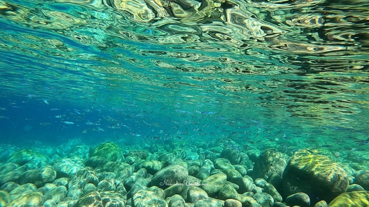 大瀬崎 外海 柵下