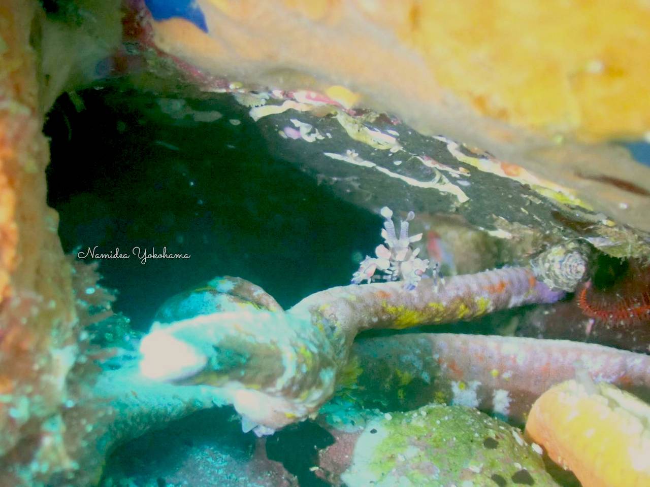 フリソデエビ カメラ結露中