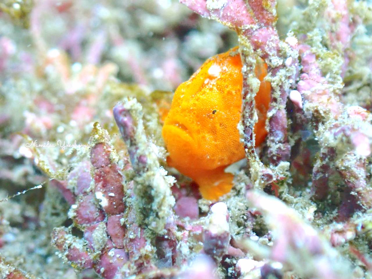 蹴っ飛ばされてしまいそうなイロカエルアンコウ 