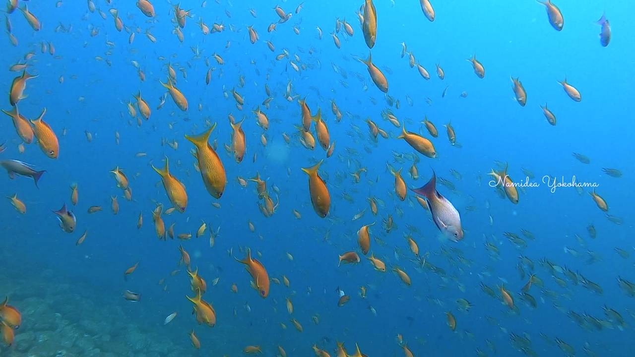 先端はキンギョハナダイだらけ