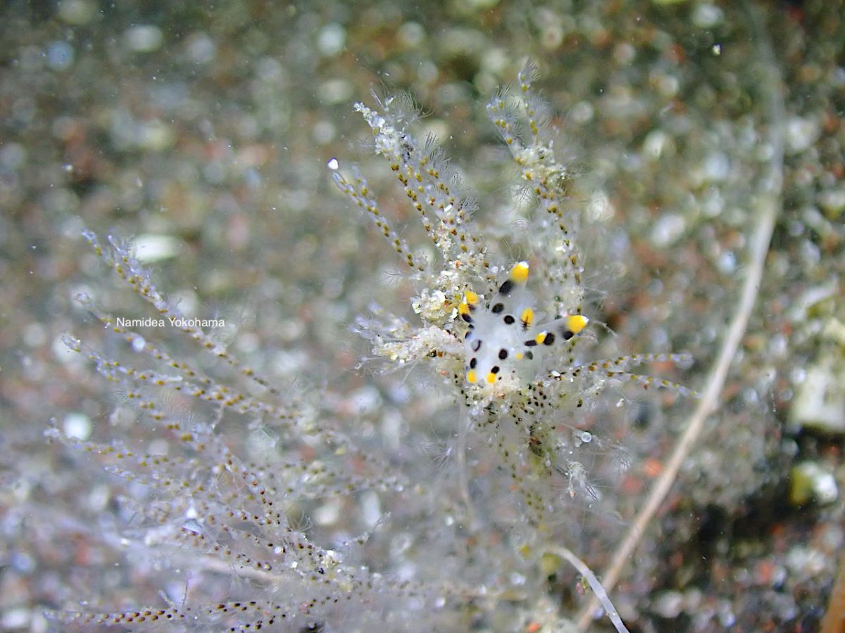 小さすぎるツノザヤウミウシ