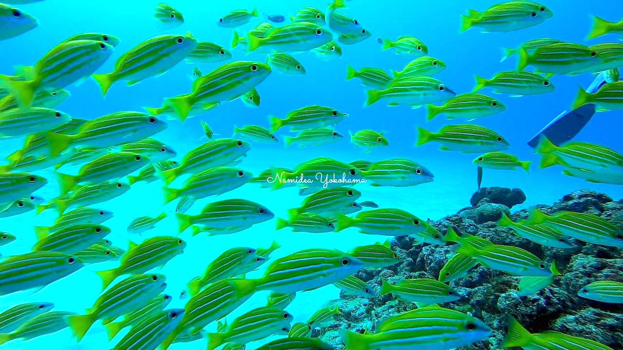 奄美大島ツアー　ボートダイビング