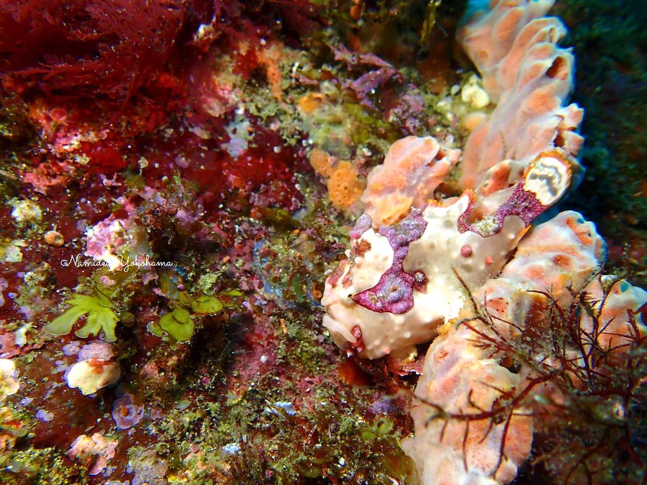 しっかり育っている白いクマドリカエルアンコウ　伊豆海洋公園
