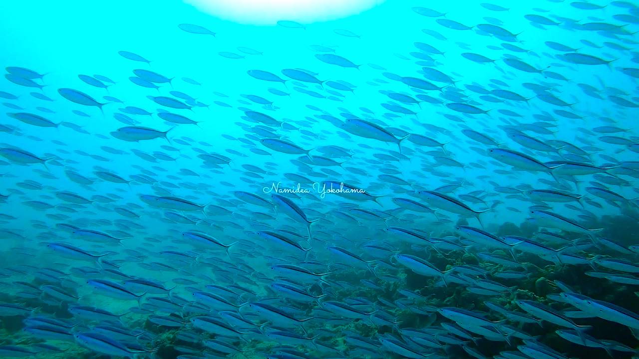 奄美大島ツアー　イワシの仲間