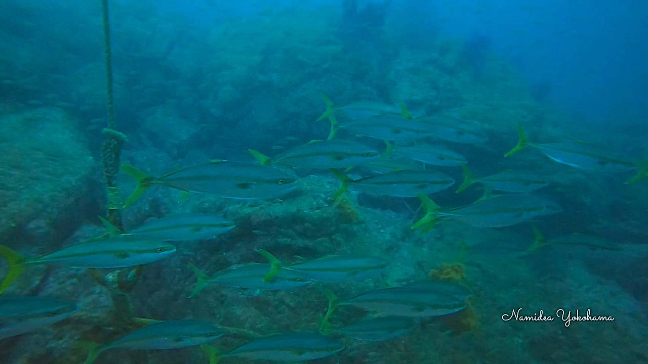 はじめての逗子ボートは群れがすごかった