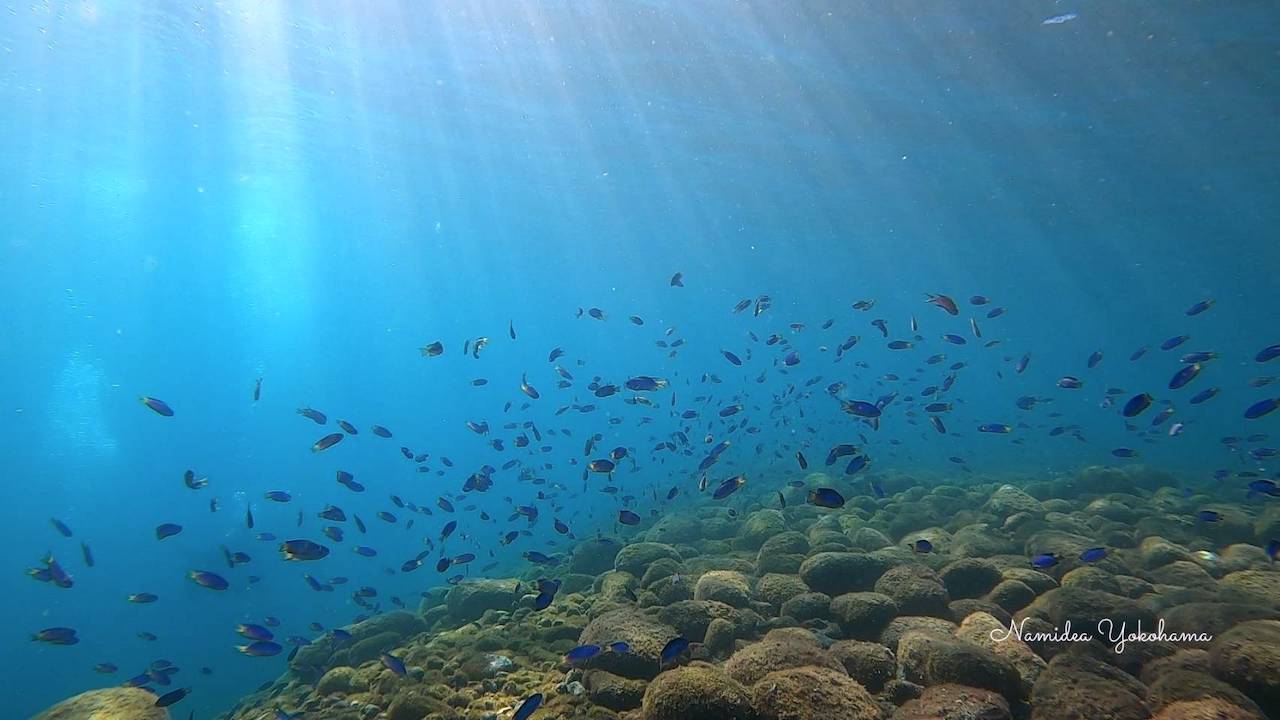 光のカーテンとソラスズメダイ