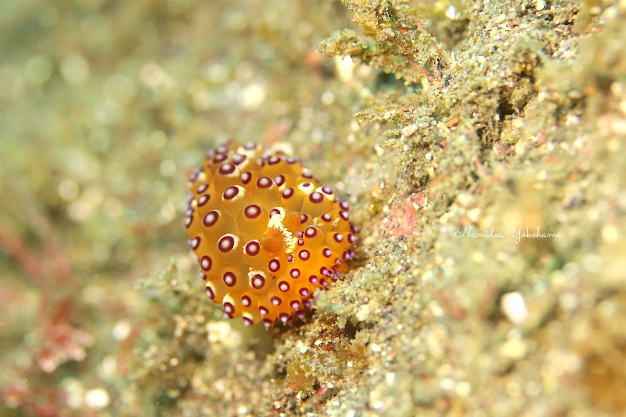 石橋のトゲトゲウミウシ