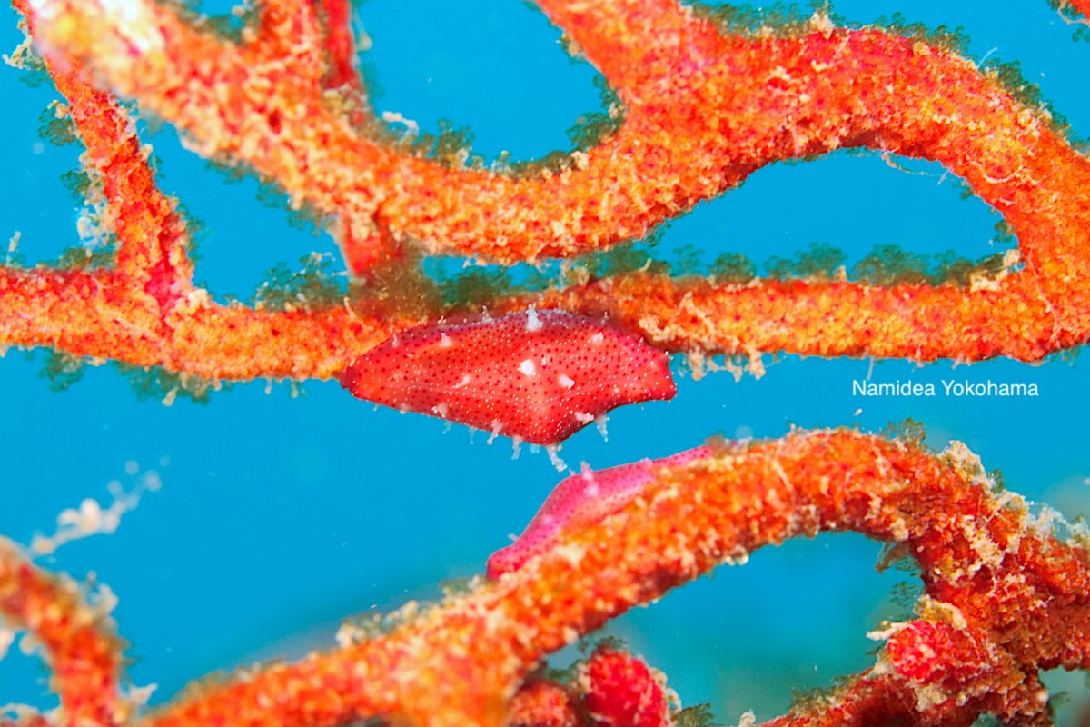 ウミウサギ アヤメケボリ