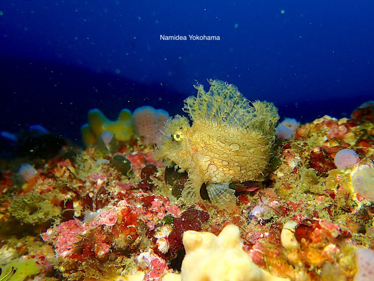 城ヶ島 岩骨 ボロカサゴ