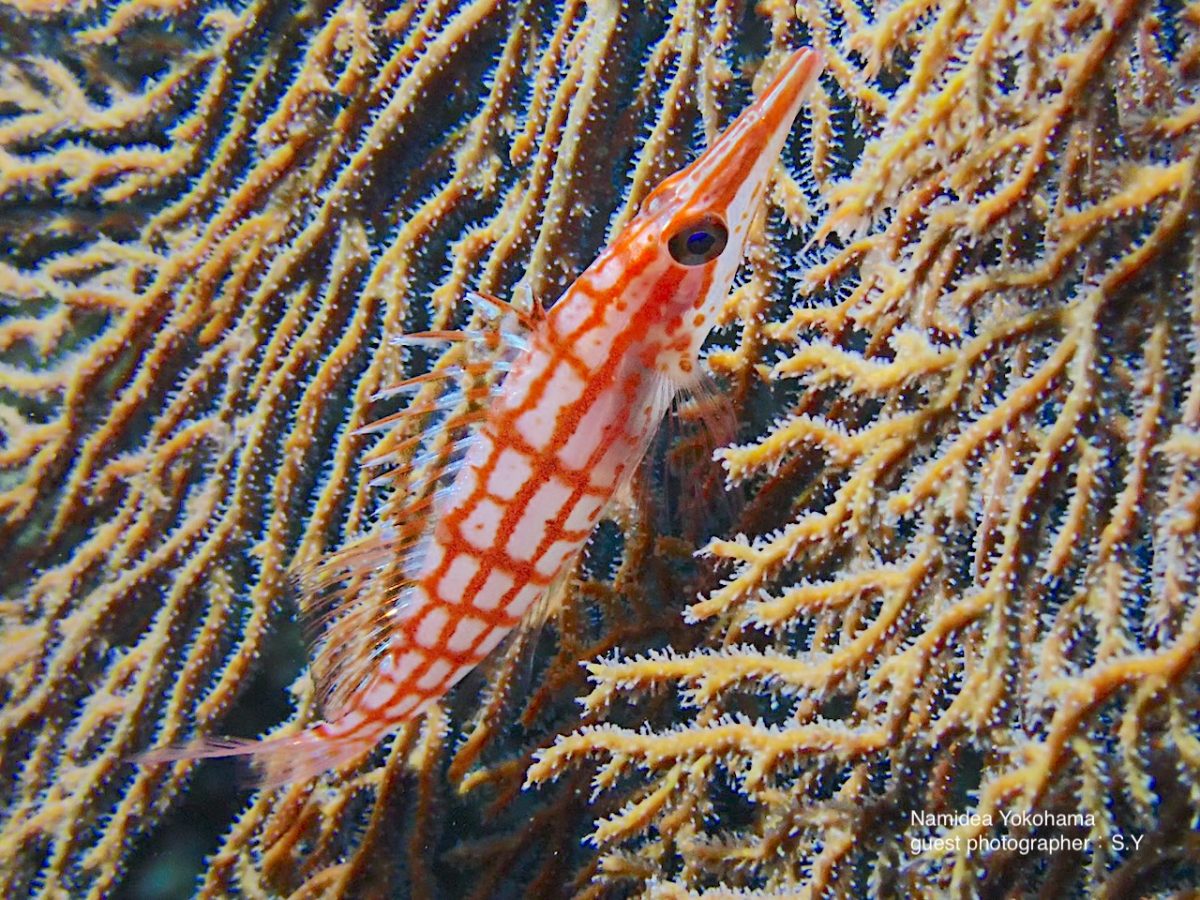 クダゴンベもいる城ヶ島