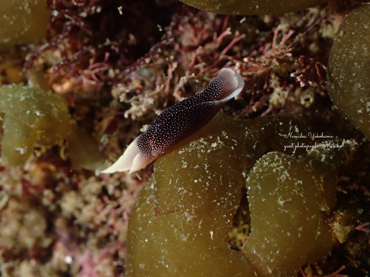 コナユキツバメガイ