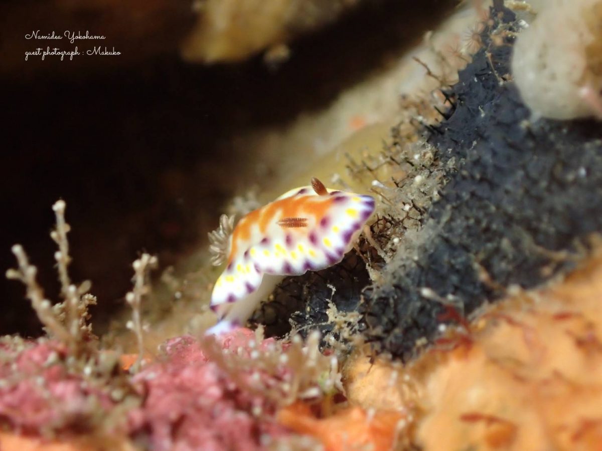 アカネコモンウミウシ