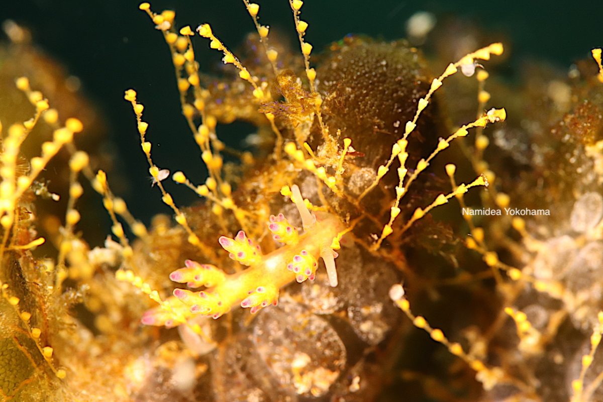 スミレマツカサウミウシ